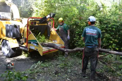 tree services Sandwich